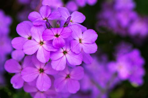 This flower, muscari, is bluish/purple: Violet Flower, Pansy Violet Flower On The Earth, #24736