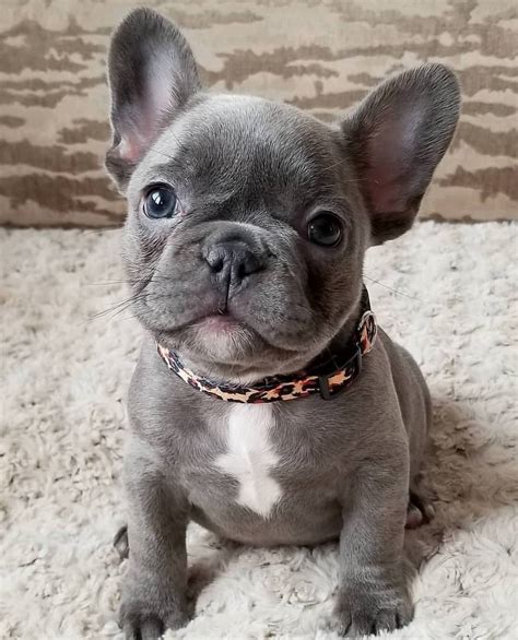 When do french bulldogs get their baby teeth? 10 Cute Bulldogs to Bring a Smile on Your Face
