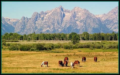 Wild Horses Grand Teton Wy Flickr Photo Sharing