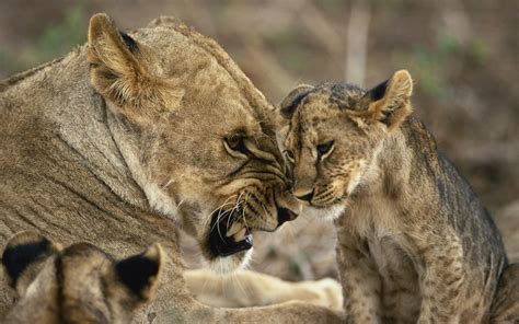 Mother Lioness And Cub Lions Photo 38796754 Fanpop