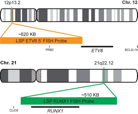 Etv6 Runx1 Fusiontranslocation Fish Probe Kit Cytotest