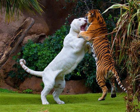 Liger Vs Tiger Fight Amazing Photo Of The Day Reviews News Tips