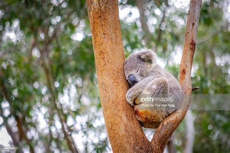 Cute Adult Koala From Australia Sleeping On Tree Stock Photo Getty Images