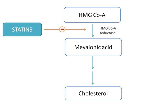 How Statins Act As Cholesterol Lowering Drugs