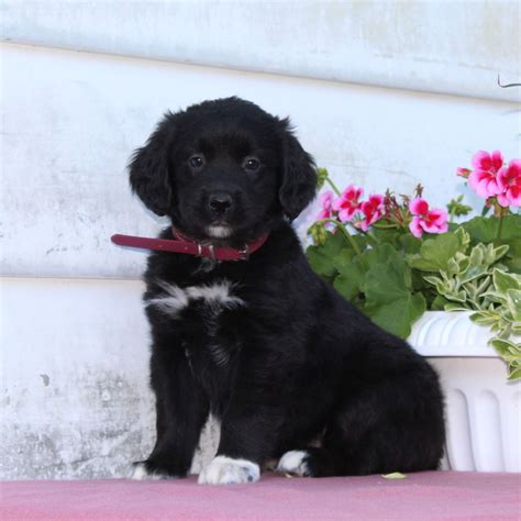 Tasha Bernese Mountain Dog Golden Retriever Mix Puppy For Sale In