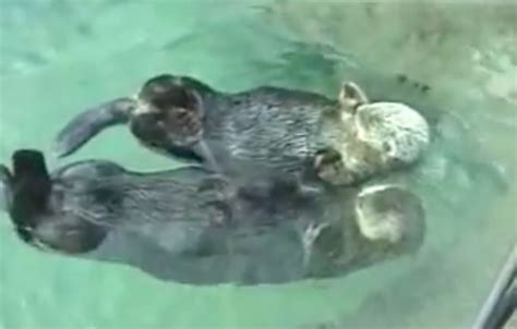 Adorable Otters Holding Hands As They Sleep