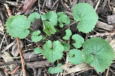 Theres Never Been A Better Time To Tackle Garlic Mustard Hennepin