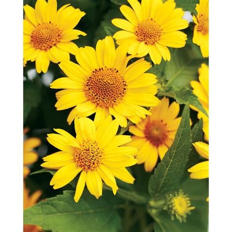 Proven Winners Tuscan Sun Perennial Sunflower Heliopsis Live Plant