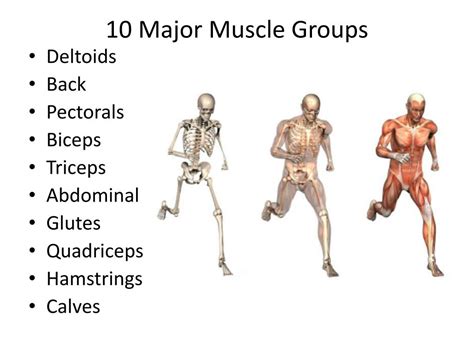 What Are 10 Major Muscles Of The Body Slideshare