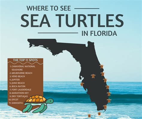 Where To See Sea Turtles In Florida 11 Top Spots For 2022