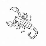 Scorpion Coloring 84kb 760px sketch template
