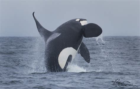 07 18 2013 The Incredible Breaching Orca Sanctuary Cruises Whale