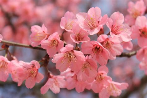 Best Sakura Tree Pictures Hd Download Free Images On Unsplash