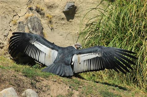 Condor Spreading Its Wings Nature Pictures Andean Condor Bald Eagle