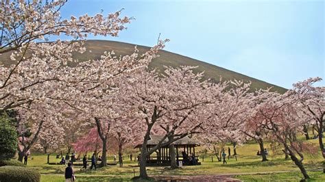 Japans Top 100 Blossoms Sakura No Sato Park Shizuoka