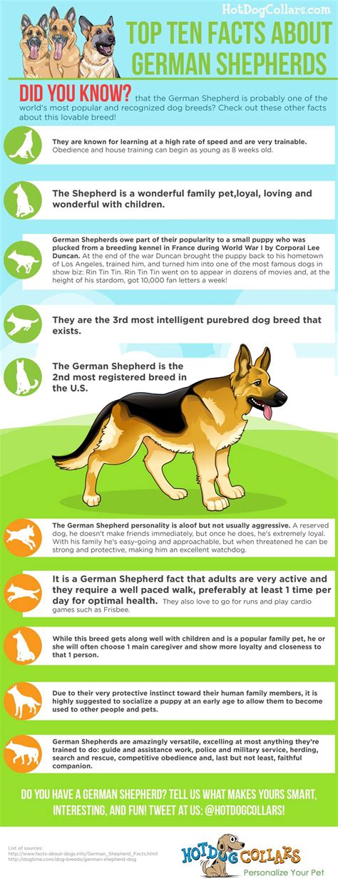 Top 10 Facts About German Shepherds Visually