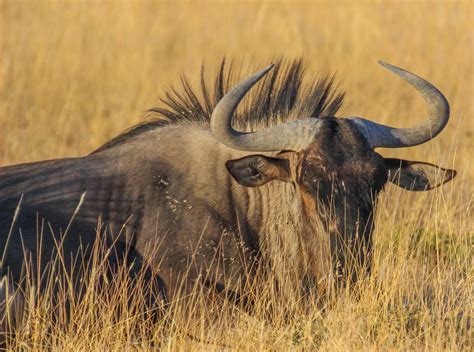 Cannundrums Blue Wildebeest