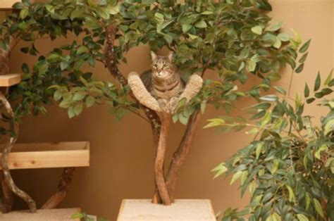 Looking for an exceptional outdoor cat tree, or outdoor cat house? Unique Cat Tree Houses with Real Trees from Pet Tree House ...