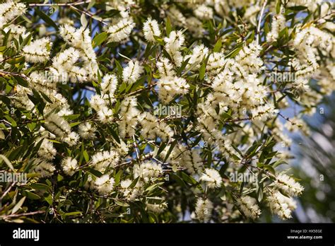Melaleuca Quinquenervia Tree In Flower Stock Photo Alamy