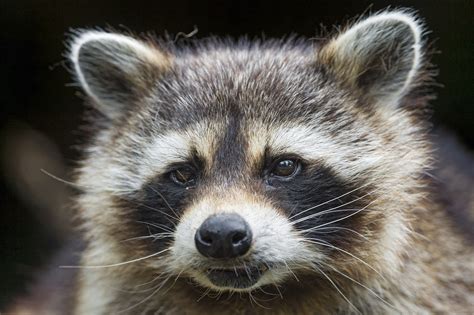 Rabid Raccoon Found In Brick Birchwood Park Residents Asked To Monitor