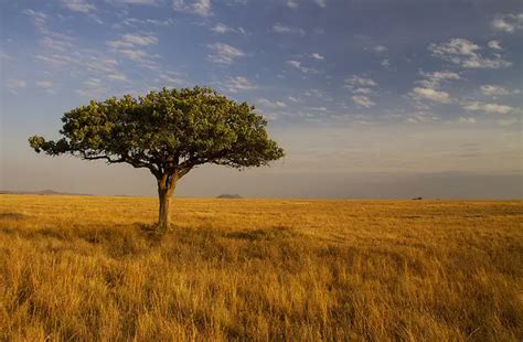 The Beautiful Wonders Of The African Savanna