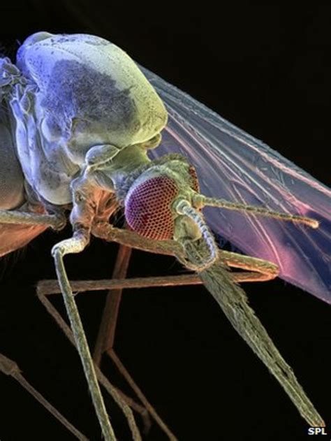 Malaria Hope Bacteria That Make Mosquitoes Resistant Bbc News