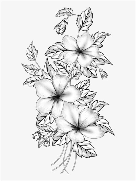 Amazing Collection Of Flowers In Pencil Drawings Over Top Quality Images In Full K
