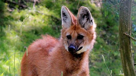 Featured Creature Maned Wolf Blog Nature Pbs