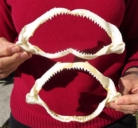 6 34 And 7 14 Inches Wide Real Silky Shark Jaws For Sale