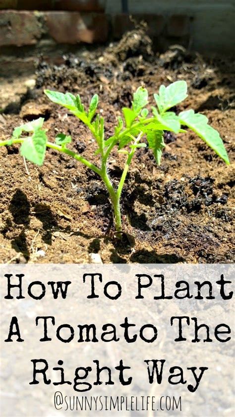 How To Plant Tomatoes The Right Way Plants Growing Vegetables