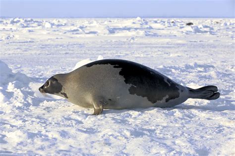 Harp Seal Facts Pagophilus Groenlandicus