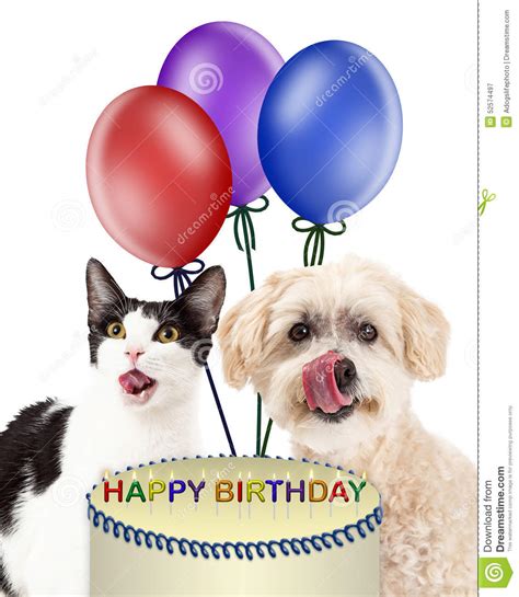 Dog And Cat Eating Birthday Cake Stock Image Image Of