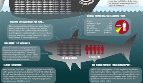 Why Does Sharks Attack Humans