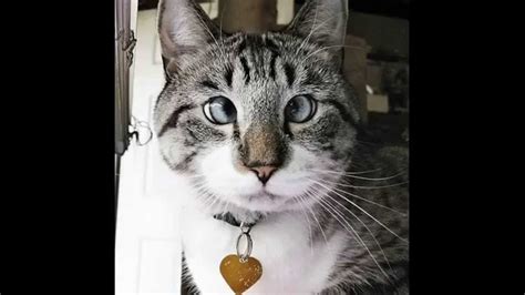 16 Purrrfectly Adorable Cross Eyed Cats Cross Eyed Cat Crosseyed Cat