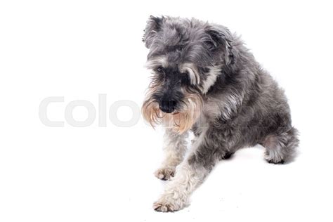 Grey Miniature Schnauzer Terrier In Studio Stock Image Colourbox