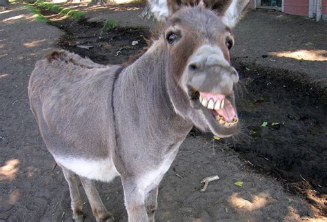 Goofy Donkey Blank Template Imgflip