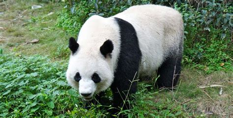 Assine a envato elements para fazer downloads ilimitados de photos por uma única taxa mensal. Oso panda gigante :: Imágenes y fotos