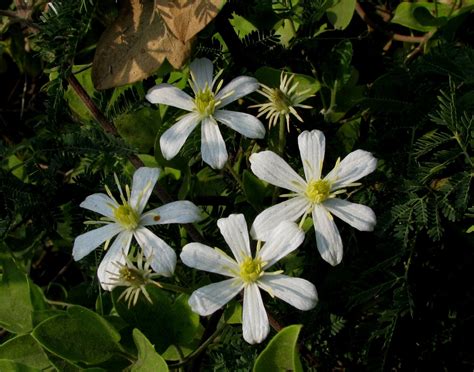 Clematis triloba b.heyne ex roth bot. Clematis heynei - efloraofindia