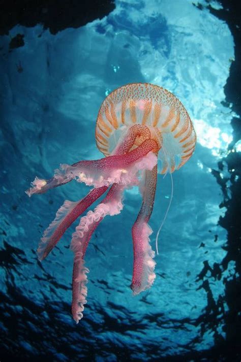 Beautiful Jelly Deep Blue Sea Pinterest Jellyfish
