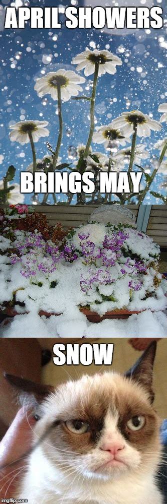 Image Tagged In Grumpy Catapril Showersmay Flowers Imgflip
