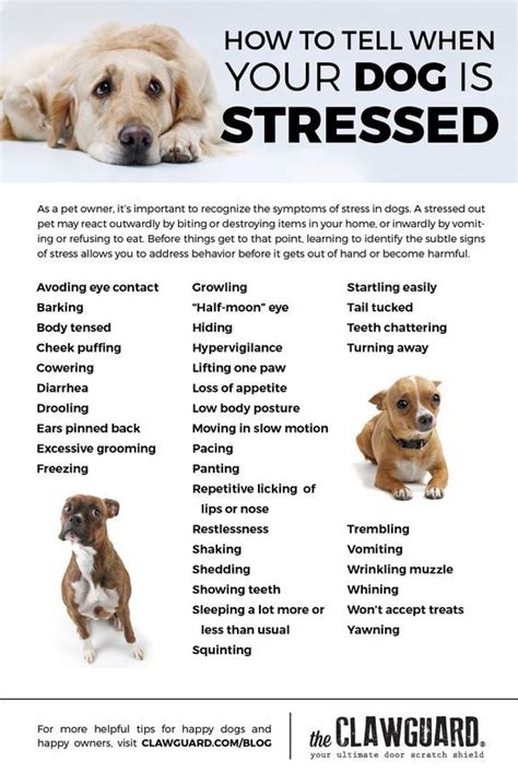 What Are The Signs Of A Stressed Dog