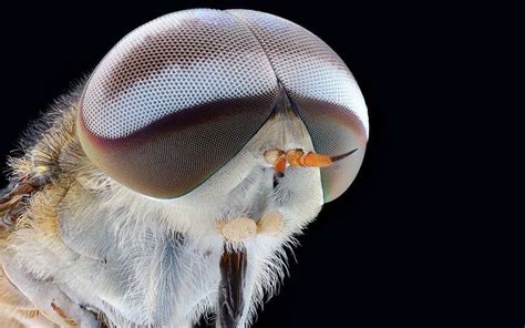 Extreme Macro Close Ups Of Insect Faces By Yudy Sauw Insects