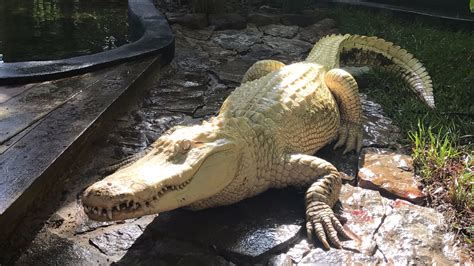 Albino Alligators Move Into Wild Florida Attraction Orlando Sentinel