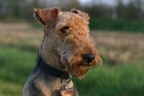 13 Airedale Terrier Temperament And Personality Traits