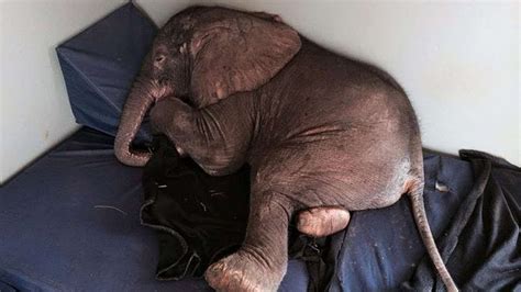 This Orphaned Baby Elephants Unlikely Friendship Will Melt Your Heart