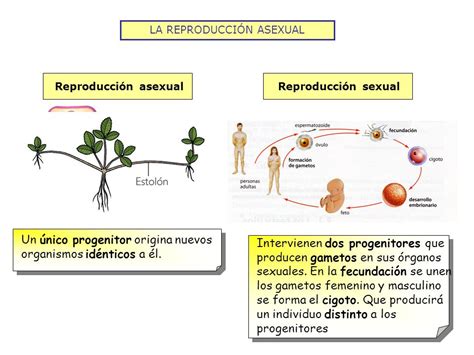 cuadros comparativos sobre reproducción sexual y asexual cuadros comparativos
