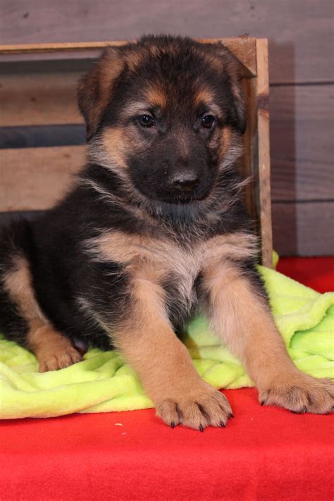 What To Look For When Buying German Shepherd Puppy
