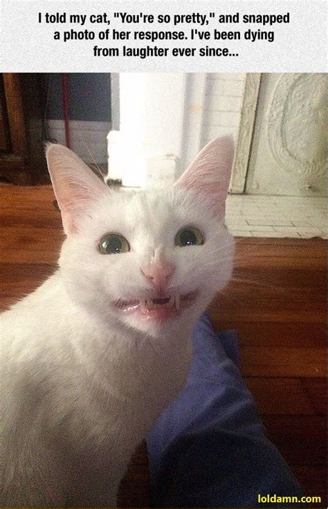 Funniest Cat Smile Responses To “youre So Pretty” Funny Animal Memes