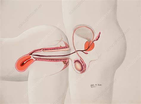 Rear Entry Intercourse Position Anatomy Stock Image C0305912