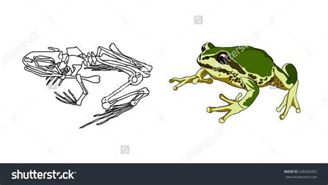 The Skeleton Of Amphibians Toad Frog Anatomy Vector 428284492